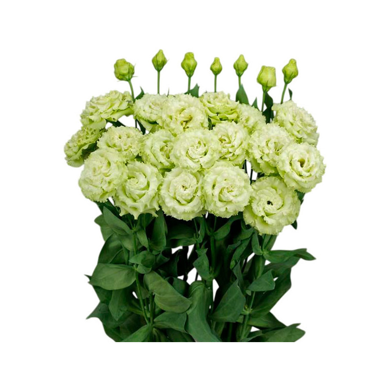  Lisianto 1000 Semillas Eustoma grandiflorum Lisianthus Celeb 2 green PLT Flor Corte 171.186441 Lisianto 1000 Semillas Eustoma g