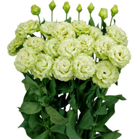  Lisianto 1000 Semillas Eustoma grandiflorum Lisianthus Celeb 2 green PLT Flor Corte 171.186441 Lisianto 1000 Semillas Eustoma g