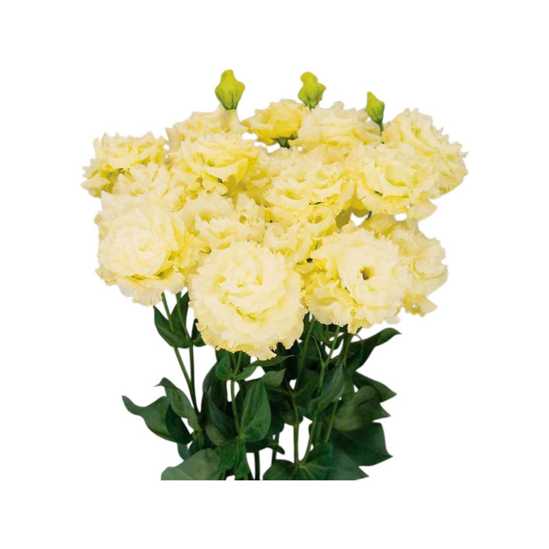  Lisianto 1000 Semillas Eustoma grandiflorum Lisianthus Celeb 2 Gold PLT Flor Corte 171.186441 Lisianto 1000 Semillas Eustoma gr