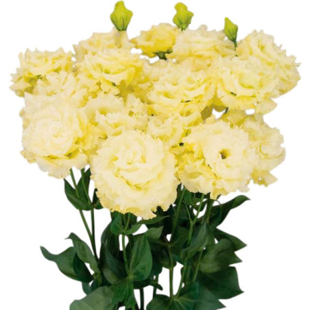  Lisianto 1000 Semillas Eustoma grandiflorum Lisianthus Celeb 2 Gold PLT Flor Corte 171.186441 Lisianto 1000 Semillas Eustoma gr