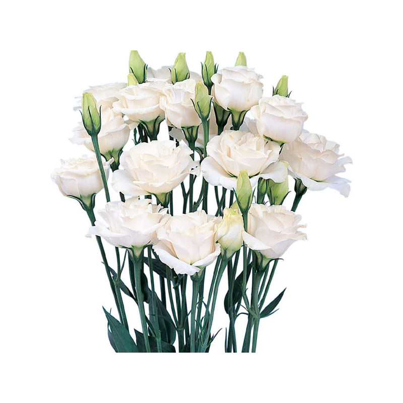 Lisianto 1000 Semillas Eustoma grandiflorum Lisianthus Mariachi Grande White PLT Flor Corte 182.20339 Lisianto 1000 Semillas Eu