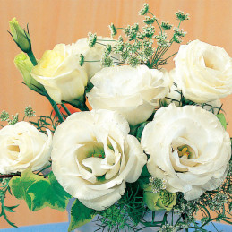  Lisianto 1000 Semillas Eustoma grandiflorum Lisianthus Mariachi Grande White PLT Flor Corte 182.20339 Lisianto 1000 Semillas Eu