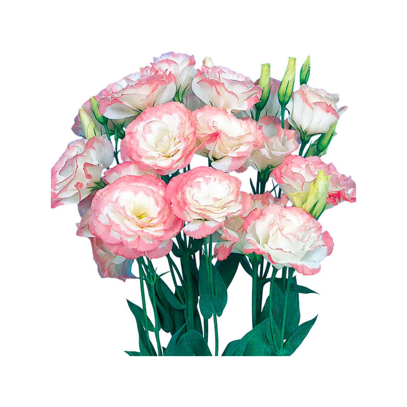 Lisianto 1000 Semillas Eustoma grandiflorum Lisianthus Mariachi Pink Picotee PLT Flor Corte 182.20339 Lisianto 1000 Semillas Eu Lisianto 1000 Semillas Eustoma grandiflorum Lisianthus Mariachi Pink Picotee PLT Flor Corte 182.20339 Lisianto 1000 Semillas Eu