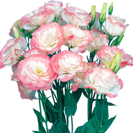  Lisianto 1000 Semillas Eustoma grandiflorum Lisianthus Mariachi Pink Picotee PLT Flor Corte 182.20339 Lisianto 1000 Semillas Eu