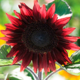  Girasol 1000 Semillas Helianthus annuus Girasol de corte Pro Cut Red Flor Corte 187.288136 Girasol 1000 Semillas Helianthus ann