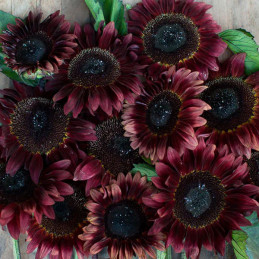  Girasol 1000 Semillas Helianthus annuus Girasol de corte Pro Cut Red Flor Corte 187.288136 Girasol 1000 Semillas Helianthus ann
