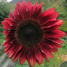  Girasol 1000 Semillas Helianthus annuus Girasol de corte Pro Cut Red Flor Corte 187.288136 Girasol 1000 Semillas Helianthus ann