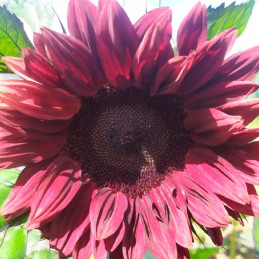  Girasol 1000 Semillas Helianthus annuus Girasol de corte Pro Cut Red Flor Corte 187.288136 Girasol 1000 Semillas Helianthus ann