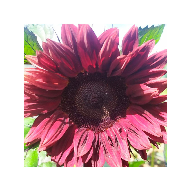 Girasol 1000 Semillas Helianthus annuus Girasol de corte Pro Cut Red Flor Corte 187.288136 Girasol 1000 Semillas Helianthus ann Girasol 1000 Semillas Helianthus annuus Girasol de corte Pro Cut Red Flor Corte 187.288136 Girasol 1000 Semillas Helianthus ann