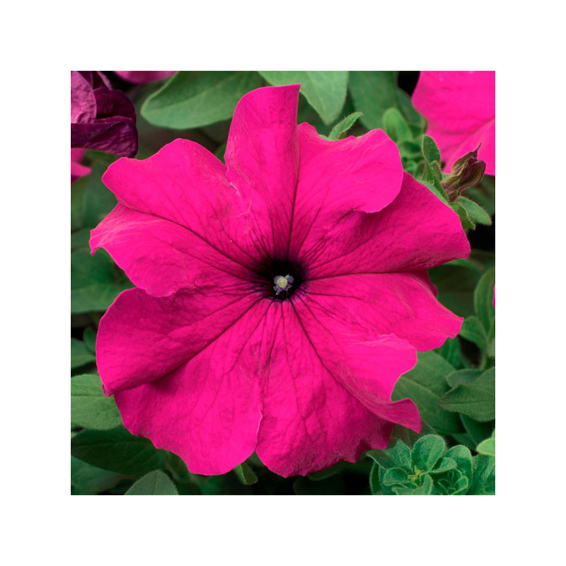  Petunia 1000 Semillas grandiflora Tritunia Purple Flor Maceta 80.508475 Petunia 1000 Semillas grandiflora Tritunia Purple Flor 