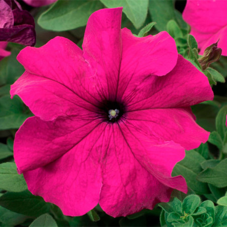  Petunia 1000 Semillas grandiflora Tritunia Purple Flor Maceta 80.508475 Petunia 1000 Semillas grandiflora Tritunia Purple Flor 
