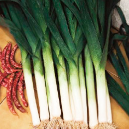  Poro Atal 500gr Allium porrum Variedad, Clause 345.762712 Poro Atal 500gr Allium porrum Variedad, Clause
Características

Folla