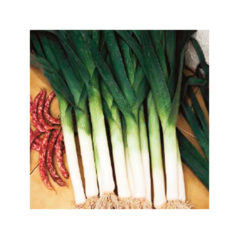 Poro Atal 500gr Allium porrum Variedad, Clause 345.762712 Poro Atal 500gr Allium porrum Variedad, Clause
Características

Folla