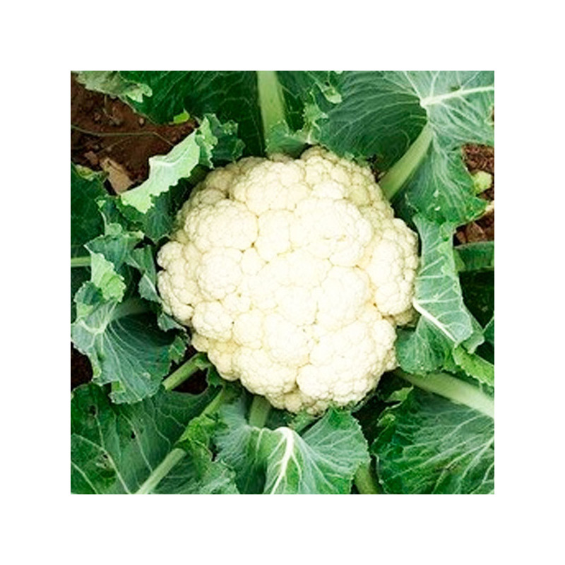  Coliflor Nevada 10000 Semillas Hibrido F1, Clause 472.881356 Coliflor Nevada 10000 Semillas Hibrido F1, Clause
Características
