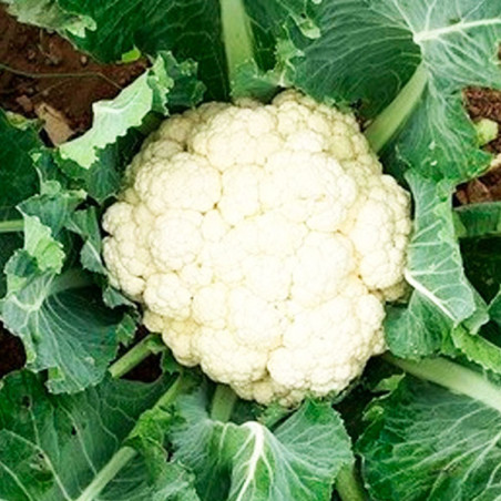  Coliflor Nevada 10000 Semillas Hibrido F1, Clause 472.881356 Coliflor Nevada 10000 Semillas Hibrido F1, Clause
Características
