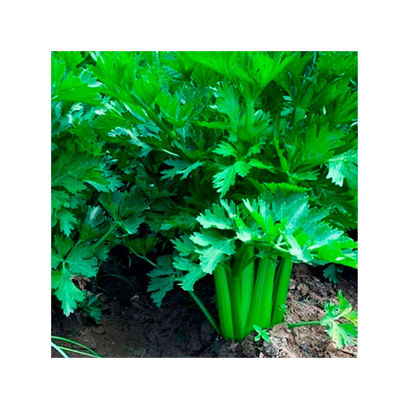  Apio Green King 10gr Semillas Hibrido F1 Verde, Takii 245 Apio Green King 10gr Semillas Hibrido F1 Verde, Takii
Características