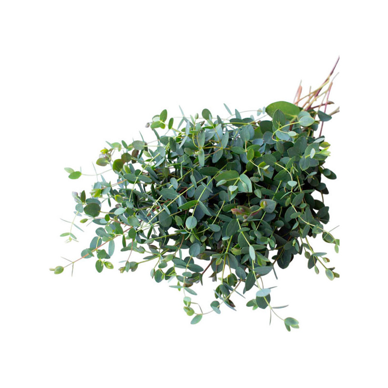 Eucalipto 100 Semillas Eucalyptus parvula Small Leaved Gum Flor Corte Jardin 68 Eucalipto 100 Semillas Eucalyptus parvula Small Eucalipto 100 Semillas Eucalyptus parvula Small Leaved Gum Flor Corte Jardin 68 Eucalipto 100 Semillas Eucalyptus parvula Small