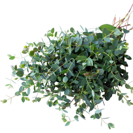  Eucalipto 100 Semillas Eucalyptus parvula Small Leaved Gum Flor Corte Jardin 68 Eucalipto 100 Semillas Eucalyptus parvula Small