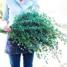  Eucalipto 100 Semillas Eucalyptus parvula Small Leaved Gum Flor Corte Jardin 68 Eucalipto 100 Semillas Eucalyptus parvula Small