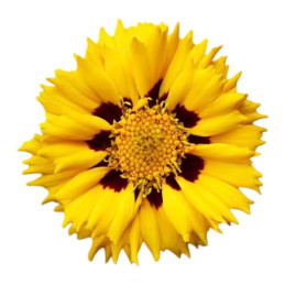  Coreopsis 1000 Semillas grandiflora Andiamo Yellow Red Flor Maceta 121.186441 Coreopsis 1000 Semillas grandiflora Andiamo Yello