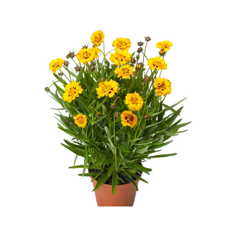 Coreopsis 1000 Semillas grandiflora Andiamo Yellow Red Flor Maceta 121.186441 Coreopsis 1000 Semillas grandiflora Andiamo Yello Coreopsis 1000 Semillas grandiflora Andiamo Yellow Red Flor Maceta 121.186441 Coreopsis 1000 Semillas grandiflora Andiamo Yello