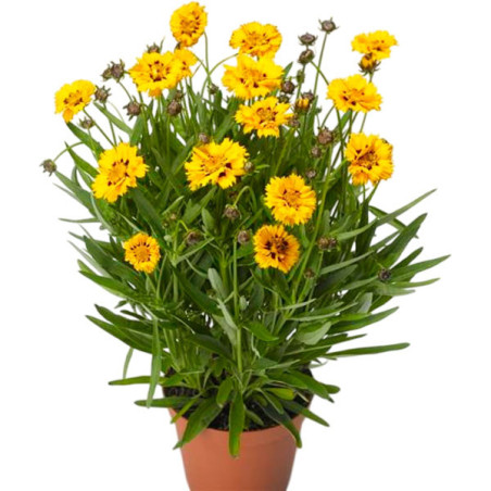  Coreopsis 1000 Semillas grandiflora Andiamo Yellow Red Flor Maceta 121.186441 Coreopsis 1000 Semillas grandiflora Andiamo Yello