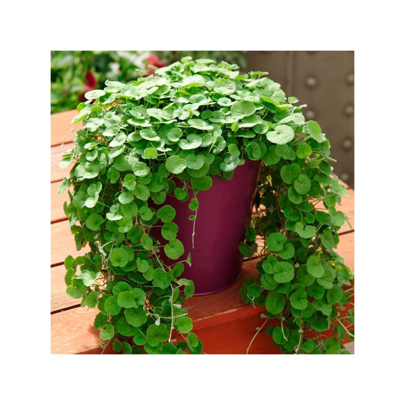  Dichondra 100 Semillas repens Emerald Falls MPLT Flor Rastrera Maceta 83.050847 Dichondra 100 Semillas repens Emerald Falls MPL