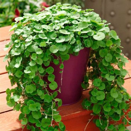  Dichondra 100 Semillas repens Emerald Falls MPLT Flor Rastrera Maceta 83.050847 Dichondra 100 Semillas repens Emerald Falls MPL