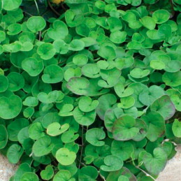  Dichondra 100 Semillas repens Emerald Falls MPLT Flor Rastrera Maceta 83.050847 Dichondra 100 Semillas repens Emerald Falls MPL