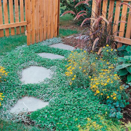  Dichondra 100 Semillas repens Emerald Falls MPLT Flor Rastrera Maceta 83.050847 Dichondra 100 Semillas repens Emerald Falls MPL