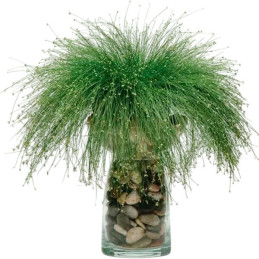  Grass 100 Semillas Isolepis cernua Live Wire PLT Flor Ornamental Jardin 63.559322 Grass 100 Semillas Isolepis cernua Live Wire 