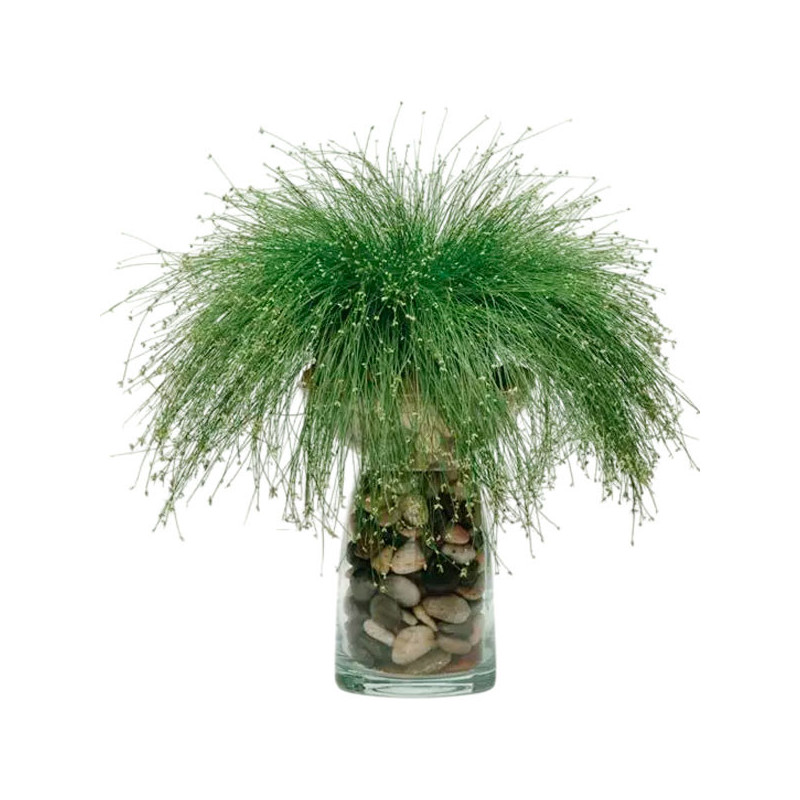 Grass 100 Semillas Isolepis cernua Live Wire PLT Flor Ornamental Jardin 63.559322 Grass 100 Semillas Isolepis cernua Live Wire Grass 100 Semillas Isolepis cernua Live Wire PLT Flor Ornamental Jardin 63.559322 Grass 100 Semillas Isolepis cernua Live Wire