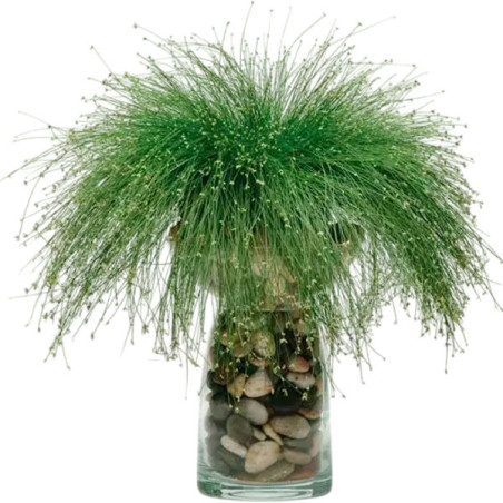 Grass 100 Semillas Isolepis cernua Live Wire PLT Flor Ornamental Jardin 63.559322 Grass 100 Semillas Isolepis cernua Live Wire 