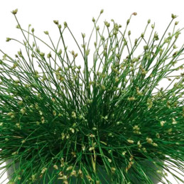  Grass 100 Semillas Isolepis cernua Live Wire PLT Flor Ornamental Jardin 63.559322 Grass 100 Semillas Isolepis cernua Live Wire 
