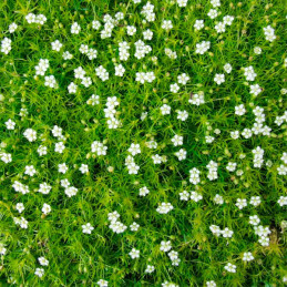  Musgo Escocez 1000 Semillas Sagina subulata Grass Flor Jardin 73.728814 Musgo Escocez 1000 Semillas Sagina subulata Grass Flor 