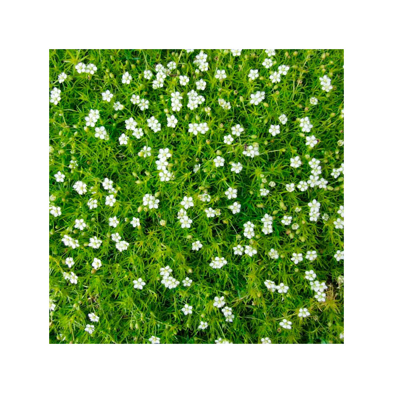  Musgo Escocez 1000 Semillas Sagina subulata Grass Flor Jardin 73.728814 Musgo Escocez 1000 Semillas Sagina subulata Grass Flor 