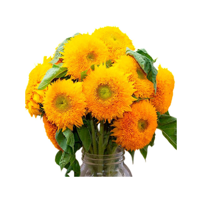 Girasol 1000 Semillas Helianthus annuus Double Sunking Flor Corte 137.288136 Girasol 1000 Semillas Helianthus annuus Double Sun Girasol 1000 Semillas Helianthus annuus Double Sunking Flor Corte 137.288136 Girasol 1000 Semillas Helianthus annuus Double Sun