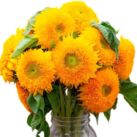  Girasol 1000 Semillas Helianthus annuus Double Sunking Flor Corte 137.288136 Girasol 1000 Semillas Helianthus annuus Double Sun