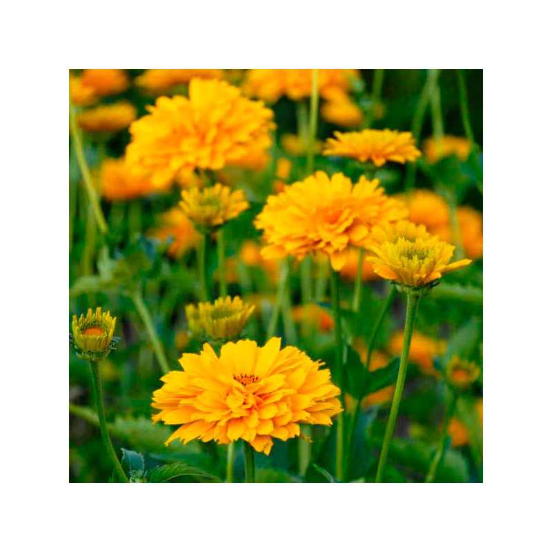 Falso Girasol 1000 Semillas Heliopsis helianthoides Summer Sun Flor Jardin 75 Falso Girasol 1000 Semillas Heliopsis helianthoid Falso Girasol 1000 Semillas Heliopsis helianthoides Summer Sun Flor Jardin 75 Falso Girasol 1000 Semillas Heliopsis helianthoid