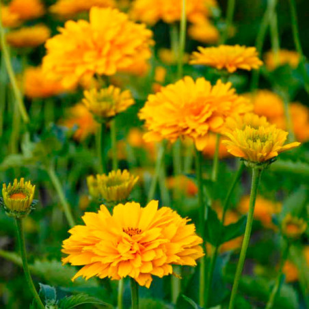  Falso Girasol 1000 Semillas Heliopsis helianthoides Summer Sun Flor Jardin 75 Falso Girasol 1000 Semillas Heliopsis helianthoid