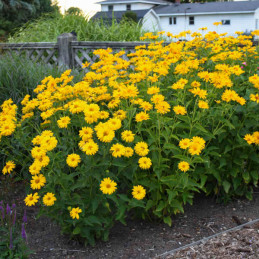  Falso Girasol 1000 Semillas Heliopsis helianthoides Summer Sun Flor Jardin 75 Falso Girasol 1000 Semillas Heliopsis helianthoid