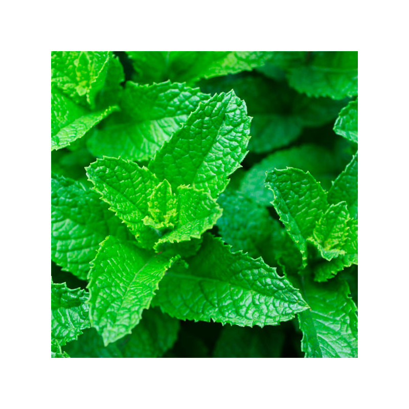  Hierba Buena 5000 Semillas Mentha spicata Herb Mint Spearmint Aromatico Jardin 103.389831 Hierba Buena 5000 Semillas Mentha spi