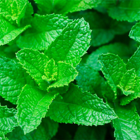  Hierba Buena 5000 Semillas Mentha spicata Herb Mint Spearmint Aromatico Jardin 103.389831 Hierba Buena 5000 Semillas Mentha spi