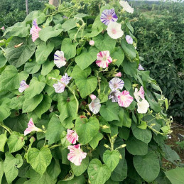  Campanilla 10gr Ipomea purpurea Carnaval Venise Mix Flor Trepadora Jardin 71.186441 Campanilla 10gr Ipomea purpurea Carnaval Ve