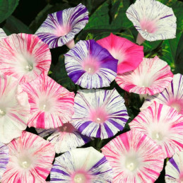  Campanilla 10gr Ipomea purpurea Carnaval Venise Mix Flor Trepadora Jardin 71.186441 Campanilla 10gr Ipomea purpurea Carnaval Ve