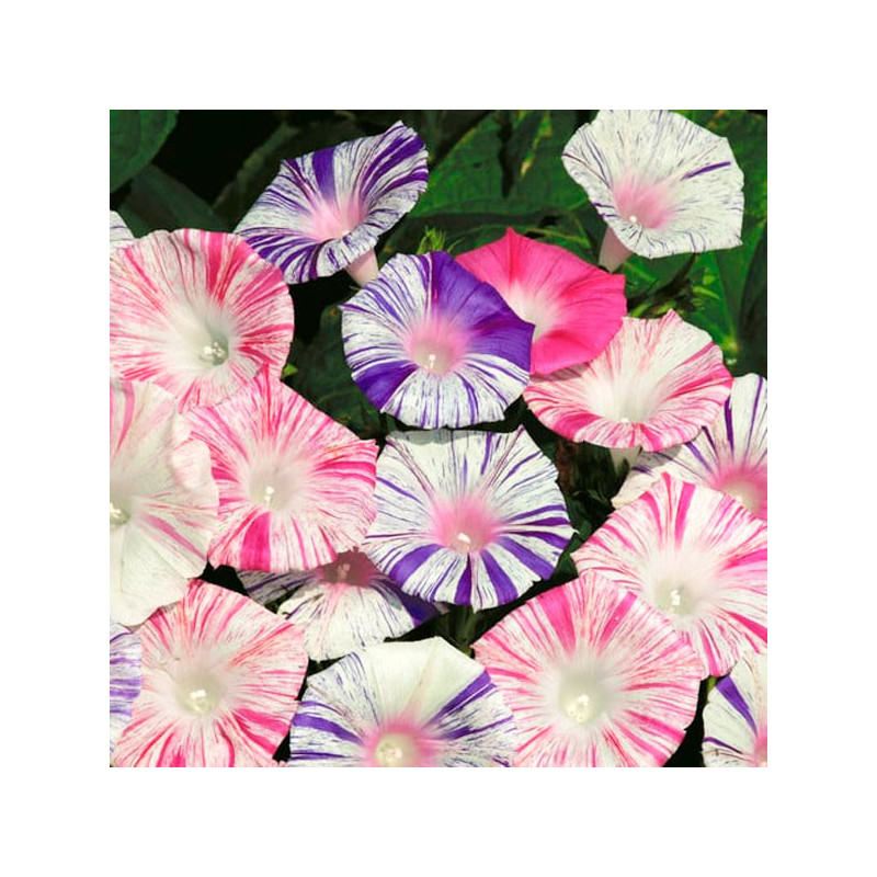  Campanilla 10gr Ipomea purpurea Carnaval Venise Mix Flor Trepadora Jardin 71.186441 Campanilla 10gr Ipomea purpurea Carnaval Ve