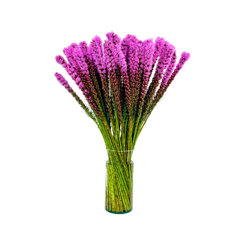 Estrella Llameante 1000 Semillas Liatris spicata Purple Flor Corte 73.728814 Estrella Llameante 1000 Semillas Liatris spicata P Estrella Llameante 1000 Semillas Liatris spicata Purple Flor Corte 73.728814 Estrella Llameante 1000 Semillas Liatris spicata P