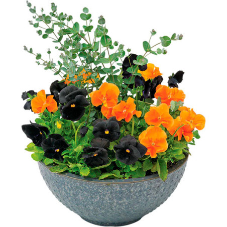 Pensamiento 1000 Semillas Viola wittrockiana Pansy Inspire Plus Jack O Lantern Mix Flor Maceta 137.288136 Pensamiento 1000 Semi