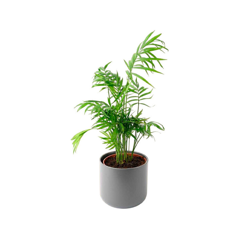 Palmera 1000 Semillas Chamaedorea Elegans Flor Ornamental Jardin Maceta 73.728814 Palmera 1000 Semillas Chamaedorea Elegans Flo