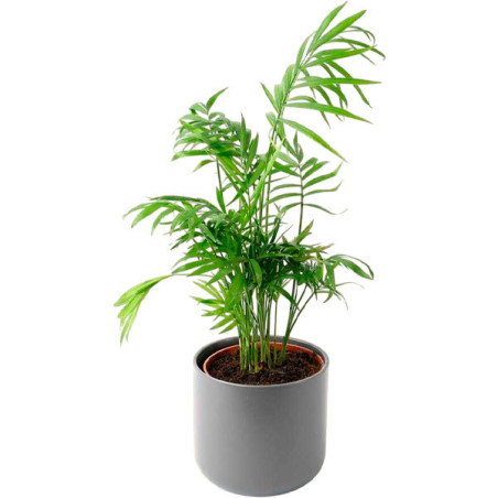  Palmera 1000 Semillas Chamaedorea Elegans Flor Ornamental Jardin Maceta 73.728814 Palmera 1000 Semillas Chamaedorea Elegans Flo